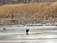 Bald Eagles et al 6122